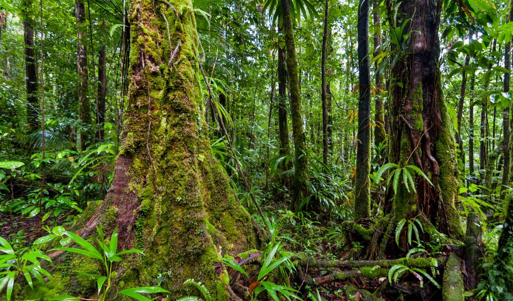 Biodiversity Restoration
